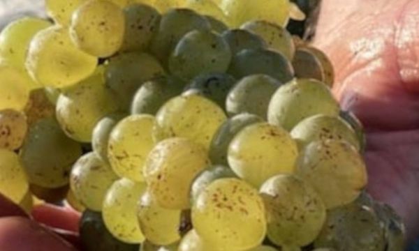 Vins Blancs d'Exception-photo