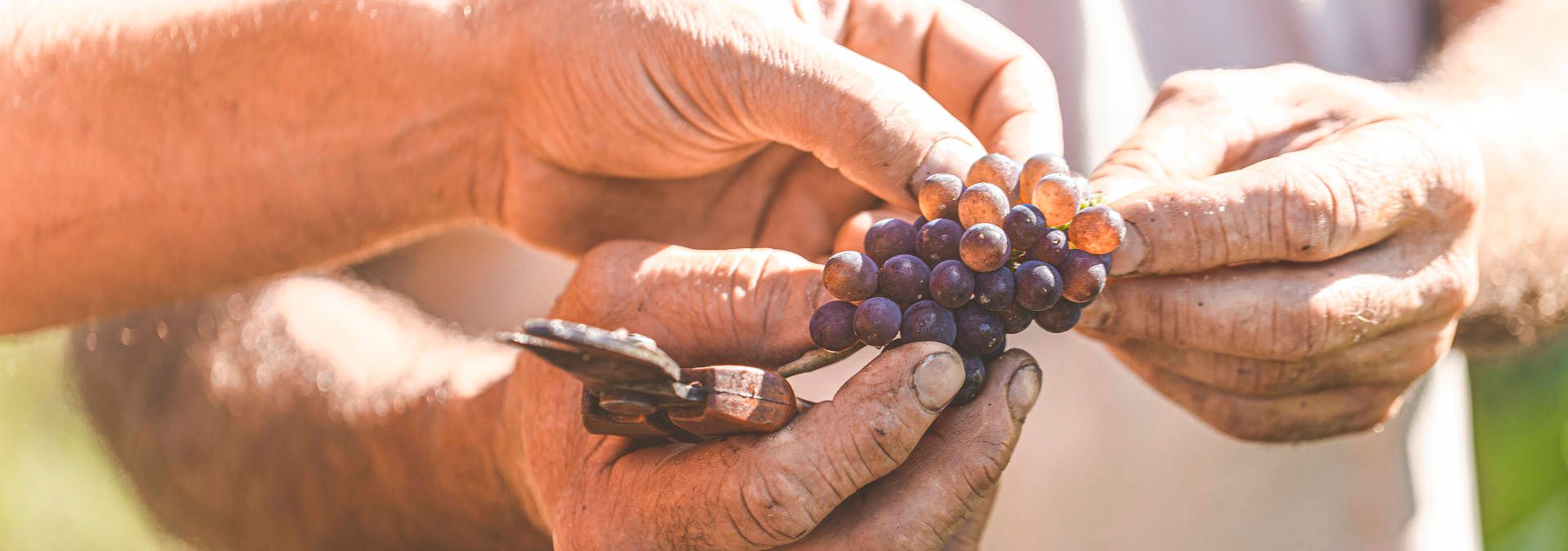 Domaine Landron Chartier - Rue des Vignerons